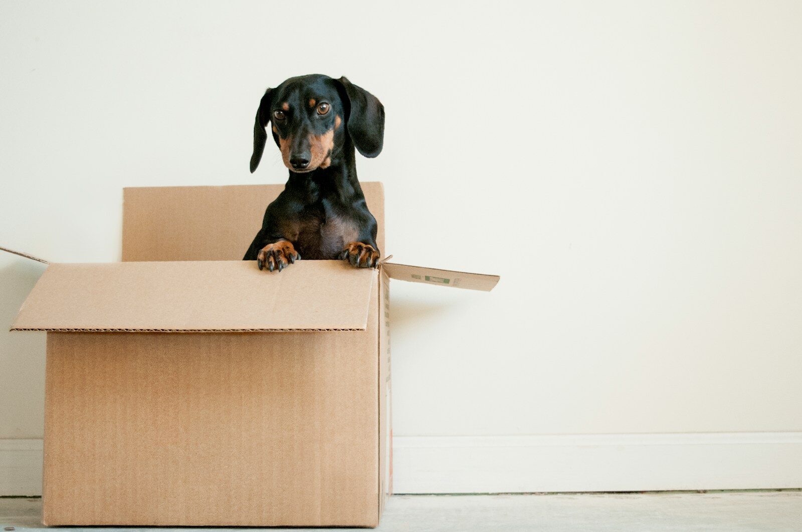 Right Movers and Packers in Dubai: black and brown Dachshund standing in box